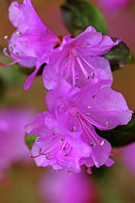 Rhododendron In Lavender Photograph By Debbie Oppermann