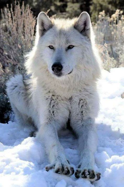 Gray Timber Wolf Howling 5x7 Matted Animal Photography Wildlife