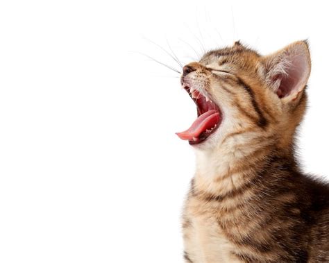 Do Cats Cry What You Need To Know About It Petsoid