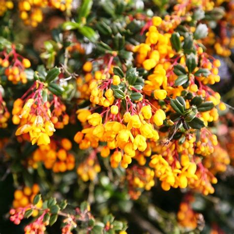 Berberis Darwinii Kearneys Nursery