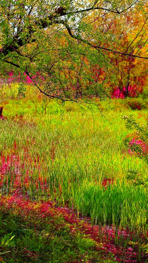 Free Download Dream Spring 2012 Forest Colors Wallpapers Hd Wallpapers