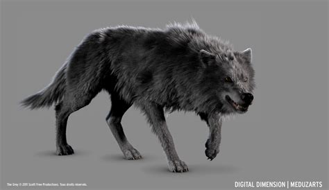 Abes Animals Grey Alpha Wolf