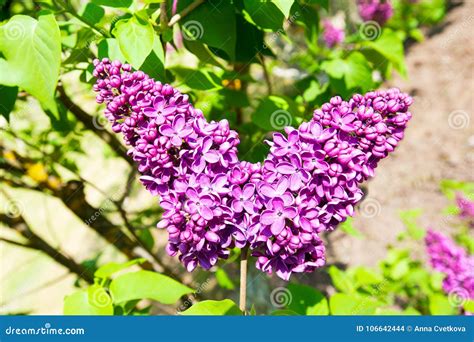 Butterfly Shaped Syringa Lilac Flowers In Green Spring Garden Stock