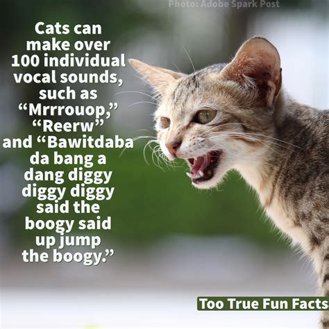 Cat Fun Fact Too True Fun Fact Is Your Pinterest Home For Canadian Fun