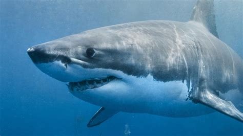Worlds Most Dangerous Shark Species Ranked What To Do In A Shark