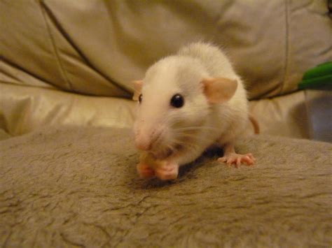 The cheapest offer starts at $ 10. baby dumbo and fancy (top ear) rats. | Kettering ...