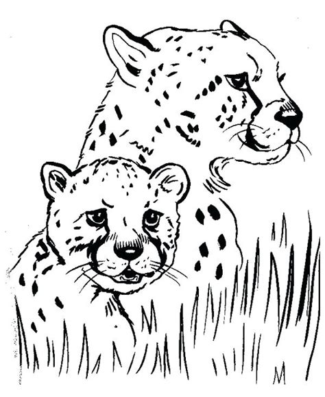Would you like to draw your own sprinting cheetah? Easy Cheetah Drawing at GetDrawings | Free download
