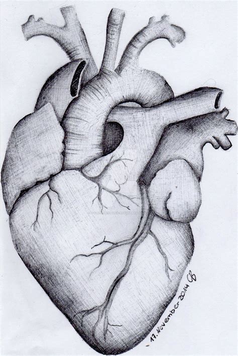Human Heart By X Fallenleaves X On Deviantart