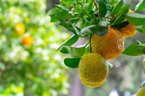 The Lovely Bergamot Orange Tree Minneopa Orchards