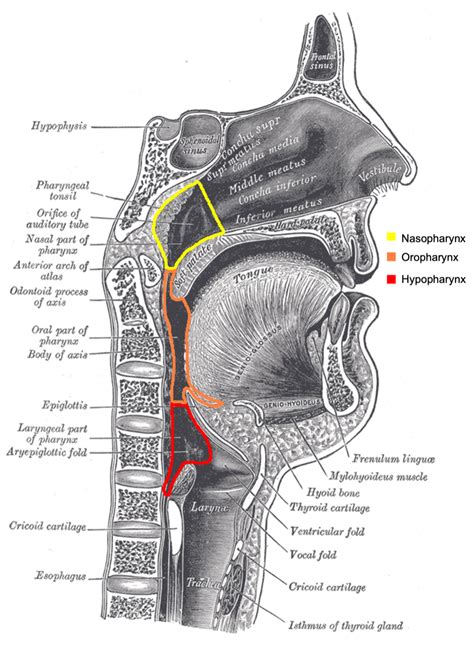 Anatomy Of Nasopharynx