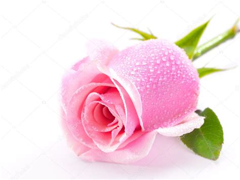 Pink Rose Isolated On White Background — Stock Photo 5144135