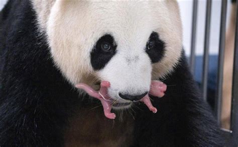China Leased Giant Panda Gives Birth To Twin Cubs In S Korea Shine News
