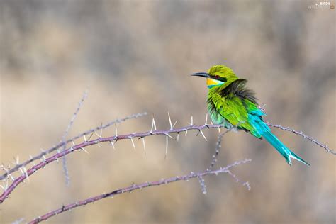 Bird Twigs Spikes Bee Eater Birds Wallpapers 1920x1280