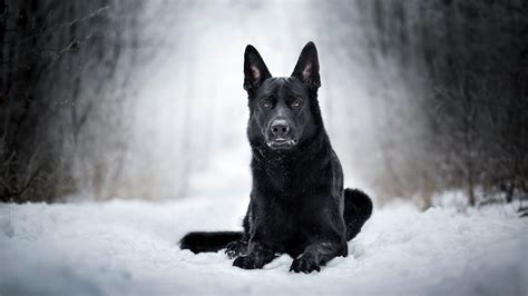 Black German Shepherd Wallpapers Top Free Black German Shepherd