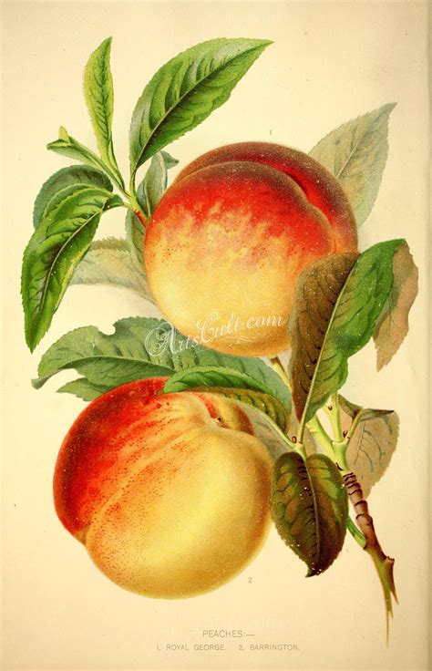 Account Suspended Watercolor Fruit Botanical Prints Botanical Drawings