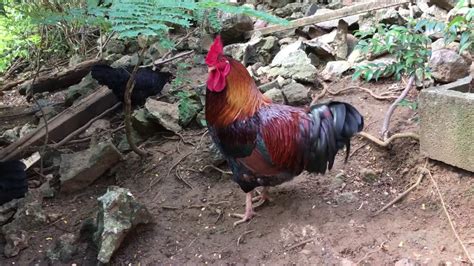 Leghorn Phoenix Golden Laced Wyandotte Black Sex Link Cross Breed Chickens Youtube