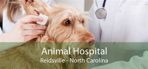 Animal Hospital Reidsville Small Affordable And Emergency Animal