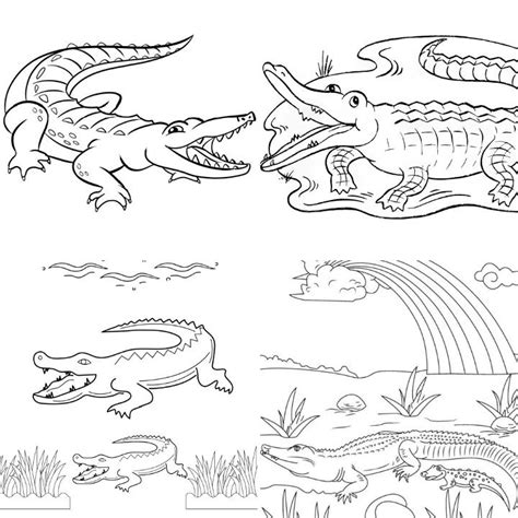 25 Free Alligator Coloring Pages For Kids And Adults