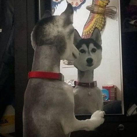 15 Important And Weird Husky Pictures The Dogman