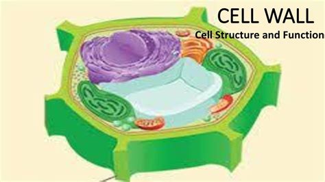 Lecture 08 Cell Wall And Its Function Youtube