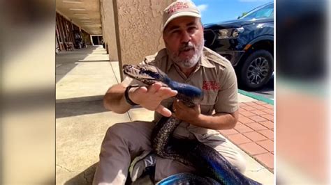 Zookeeper Hugs Rainbow Python In Viral Video She Is Beautiful Says