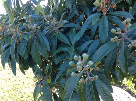 Maybe you would like to learn more about one of these? help identify tree or shrub (flowers, Fruit Trees, front ...