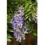 Summer Cascade Wisteria  Plant Library Pahls Market Apple Valley MN