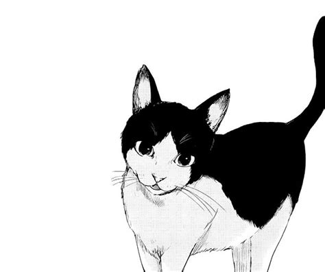 Mangafascination Manga Cat Anime Drawings Cat Art