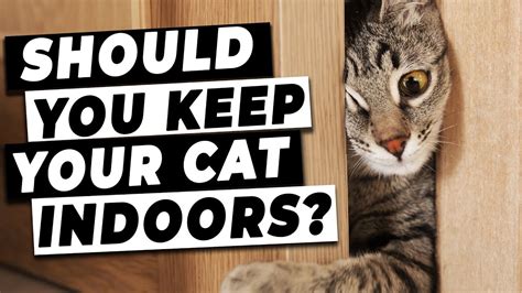 Should You Keep Your Cat Indoors Tips From A Vet