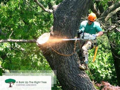 Contract a Tree Removal Service to Protect Your Property - Daily Blogs