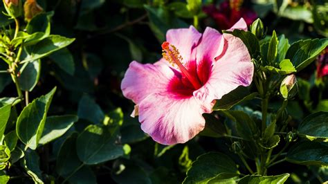 5 Caribbean Flowers That Brighten Up Any Room Royal Caribbean Blog