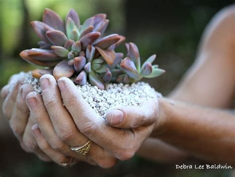 How To Care For Succulents Garden Design