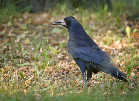 Rook Rook Corvus Frugilegus Standing On A Grassy Ground Flickr