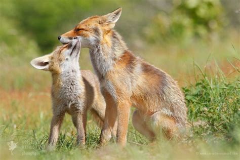 Sister Love Roeselien Raimond Nature Photography
