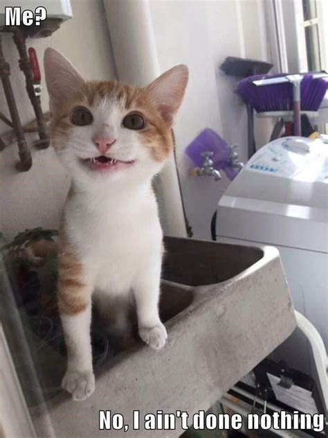 Top Memes Of The Week Cheezburger Users Edition Cat Care Cat Memes Funny Cat Memes