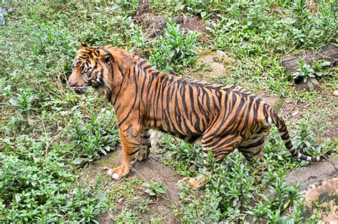 We did not find results for: Harimau Sumatera, Kucing Terbesar di Indonesia | Negeri Subur