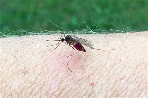 New Report Reveals Mosquito Infestations Are The Worst In These 50 Us
