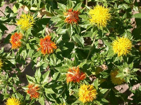 Growing Safflower In Utah Usu