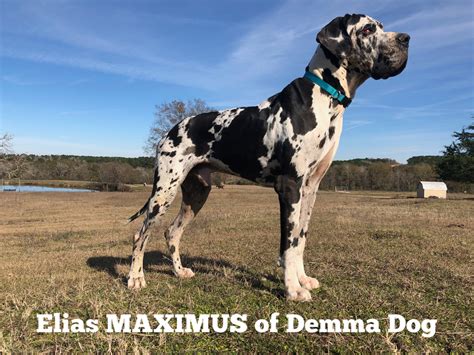 To learn more about each adoptable dog, click on there are animal shelters and rescues that focus on finding great homes for dogs of all breeds in houston, texas. Great Dane Puppies For Sale | Willis, TX #299567 | Petzlover