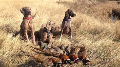 Caught In The Crosshairs - Demo Reel - 2015 - YouTube