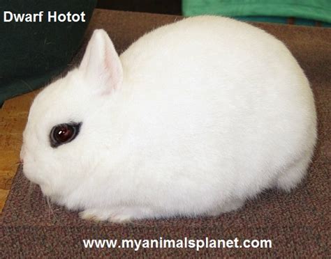 Fancy Rabbit Dwarf Hotot Breed History Animal Planet
