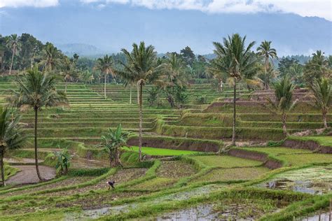 Twilight Among Javanese Rice Fields Smithsonian Photo Contest