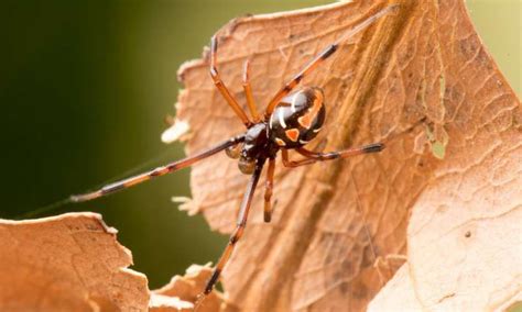 Black widow spider control, how to get rid of and kill black widow spiders, do it yourself pest control provides the products and expertise you black widow spiders are considered venomous spiders in north america. Citizen Scientists Show Black Widows Creeping North In ...