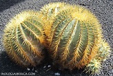 Biología Ibérica: Listado de cactus con nombre científico, foto y hábitat.