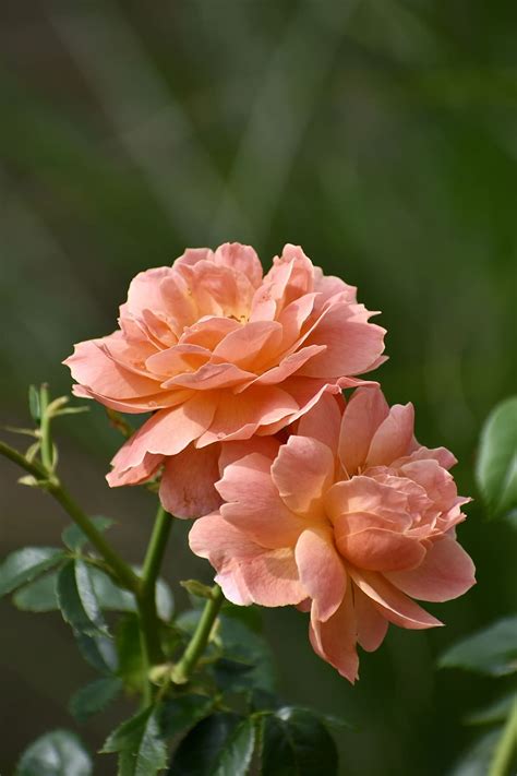 Hd Wallpaper Rose Peach Flower Garden Nature Blossom Summer