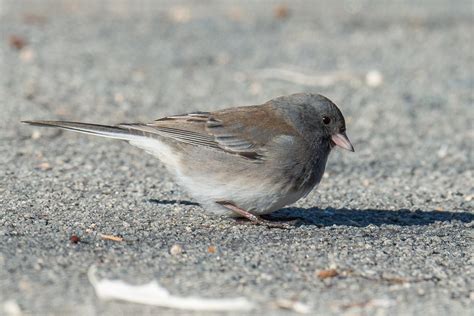 Dark Eyed Juncos Byjcb Photography