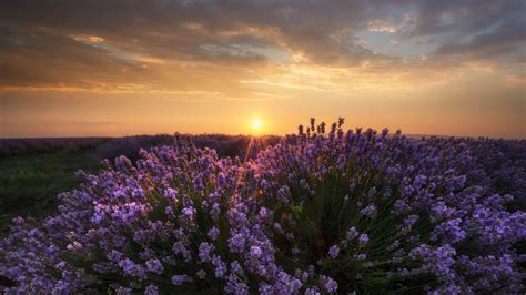 Lavender Field At Sunset Hd Wallpaper Background Image 1920x1080