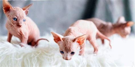 Sphynх Cat Skincare How To Care For A Hairless Cat Sphynx Cats And