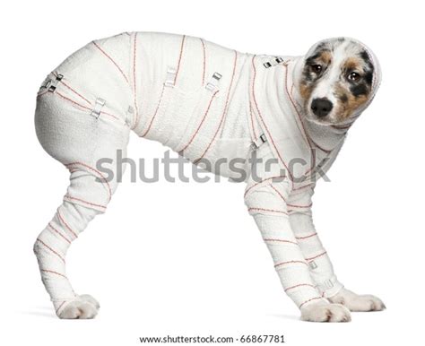 Australian Shepherd Puppy Bandages 5 Months Stock Photo 66867781