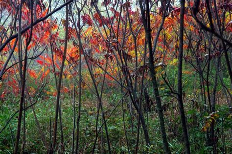 Mystical Nature Colours